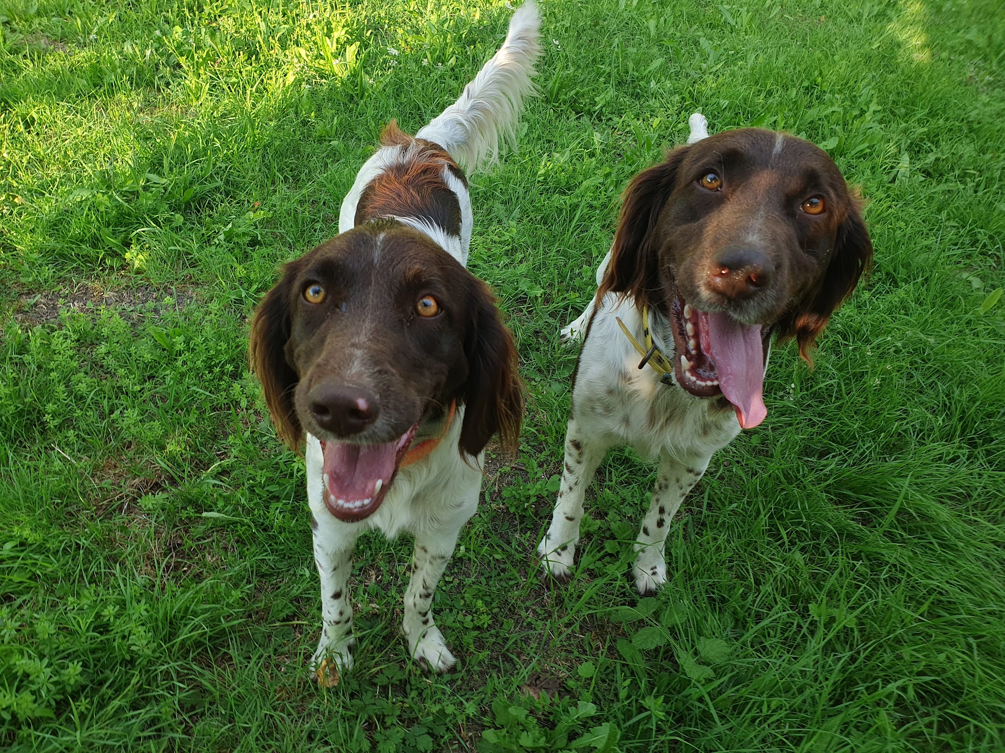 Phoenix Garden (Pension canine) UNIQUEMENT SUR RDV — photo