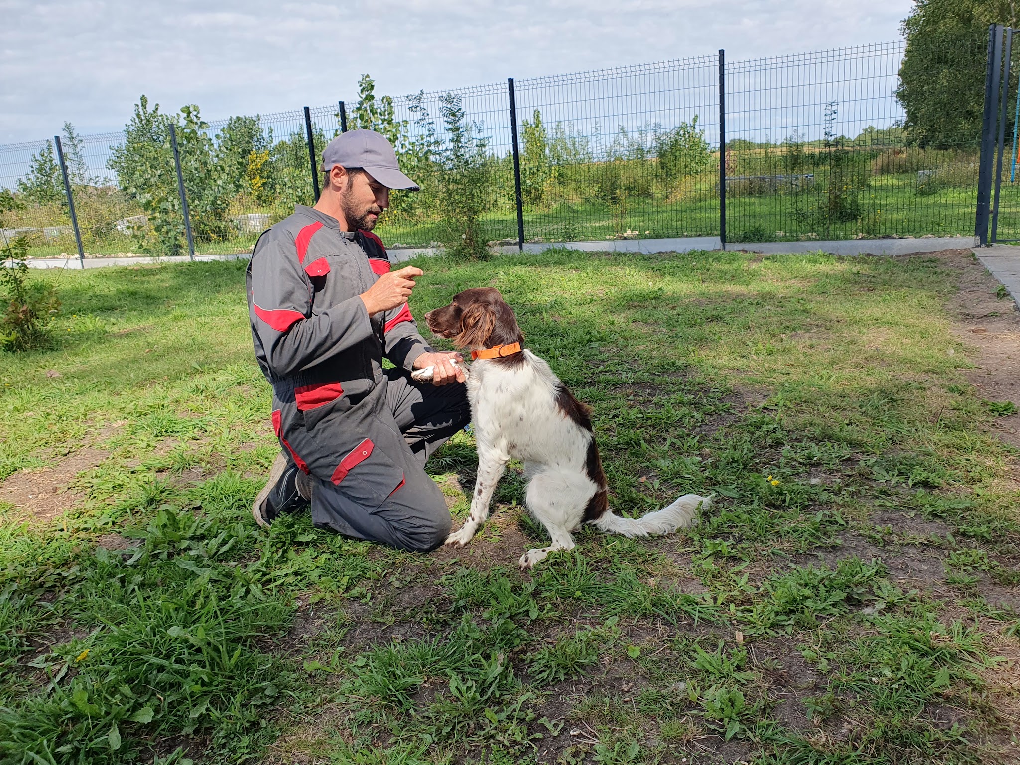 Phoenix Garden (Pension canine) UNIQUEMENT SUR RDV — photo