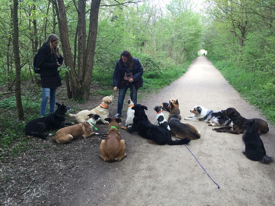 Promenade chien Val de Marne — photo