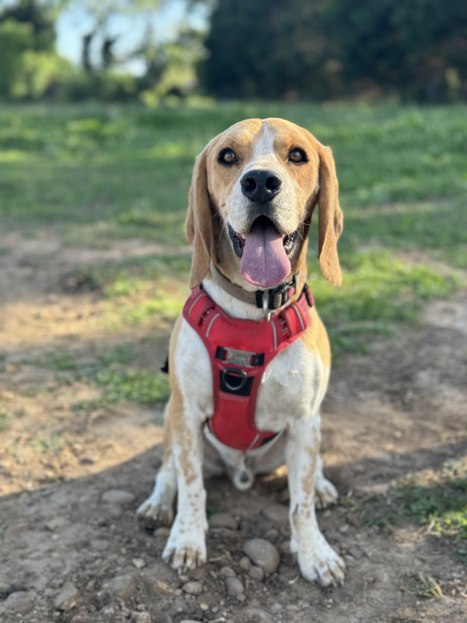 Alycia Pet-Sitter — photo
