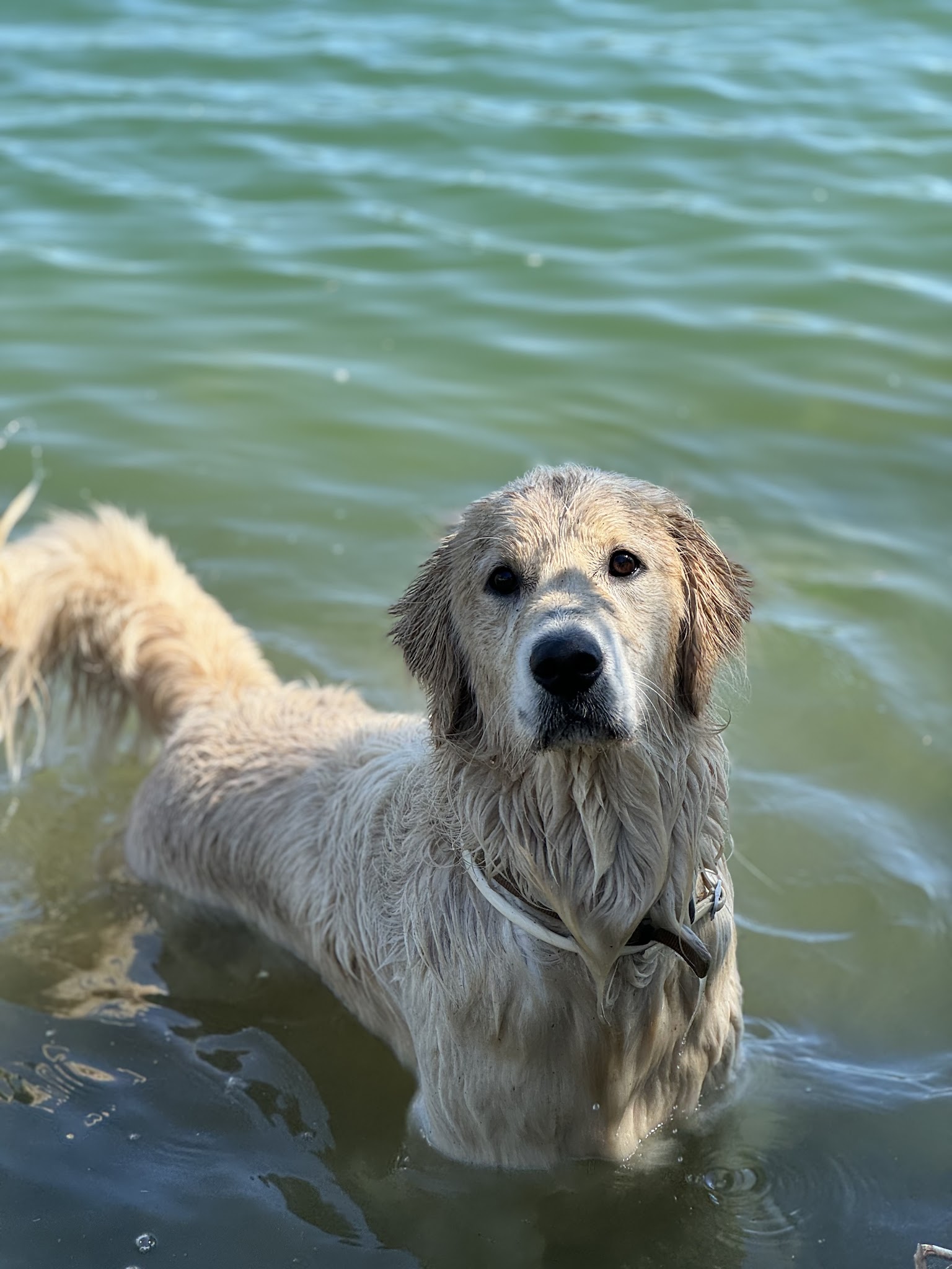 Alycia Pet-Sitter