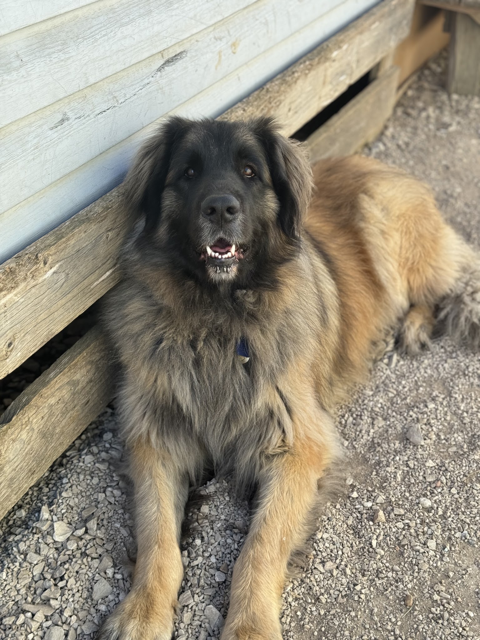 Alycia Pet-Sitter — photo