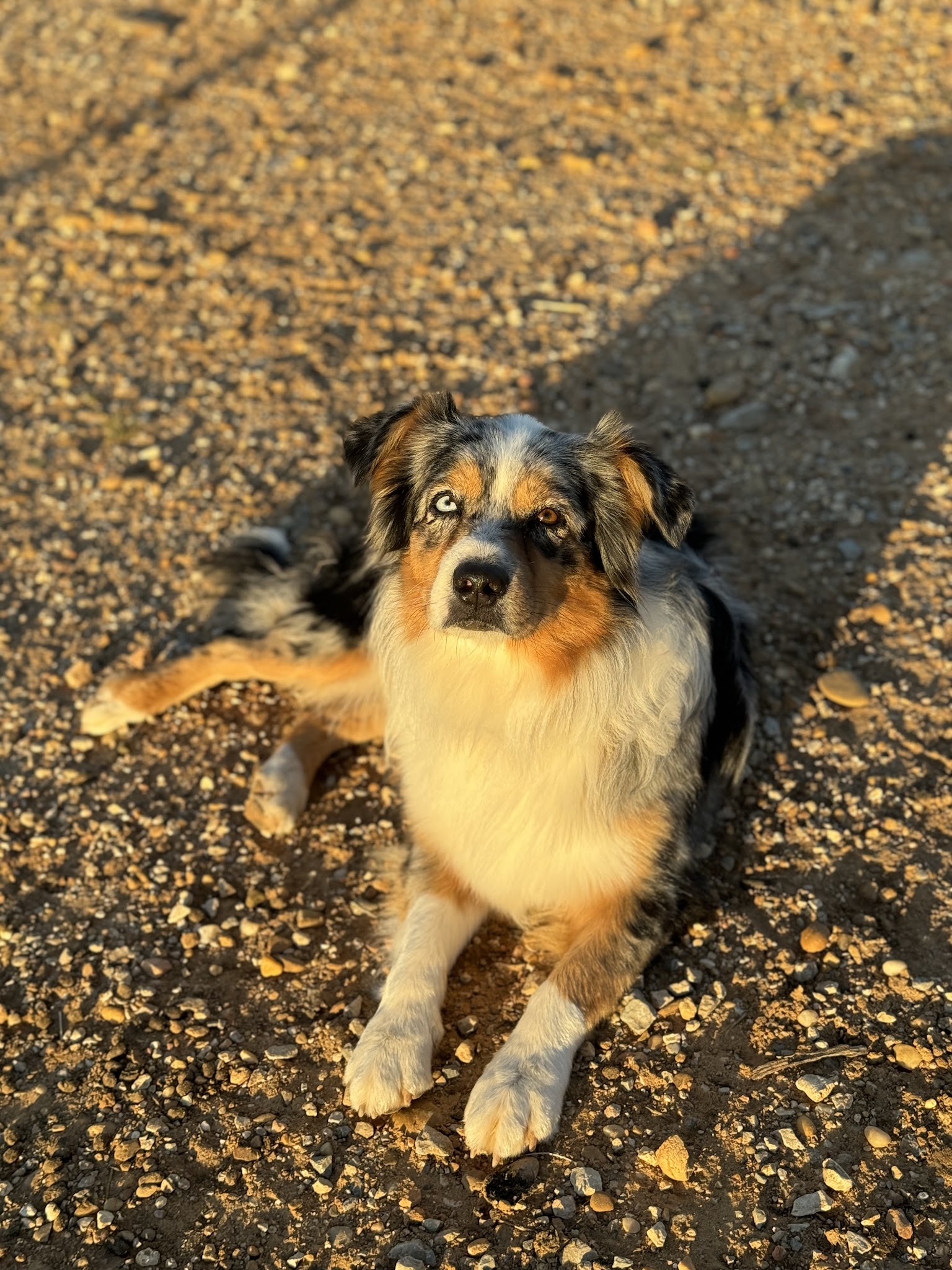 Alycia Pet-Sitter — photo