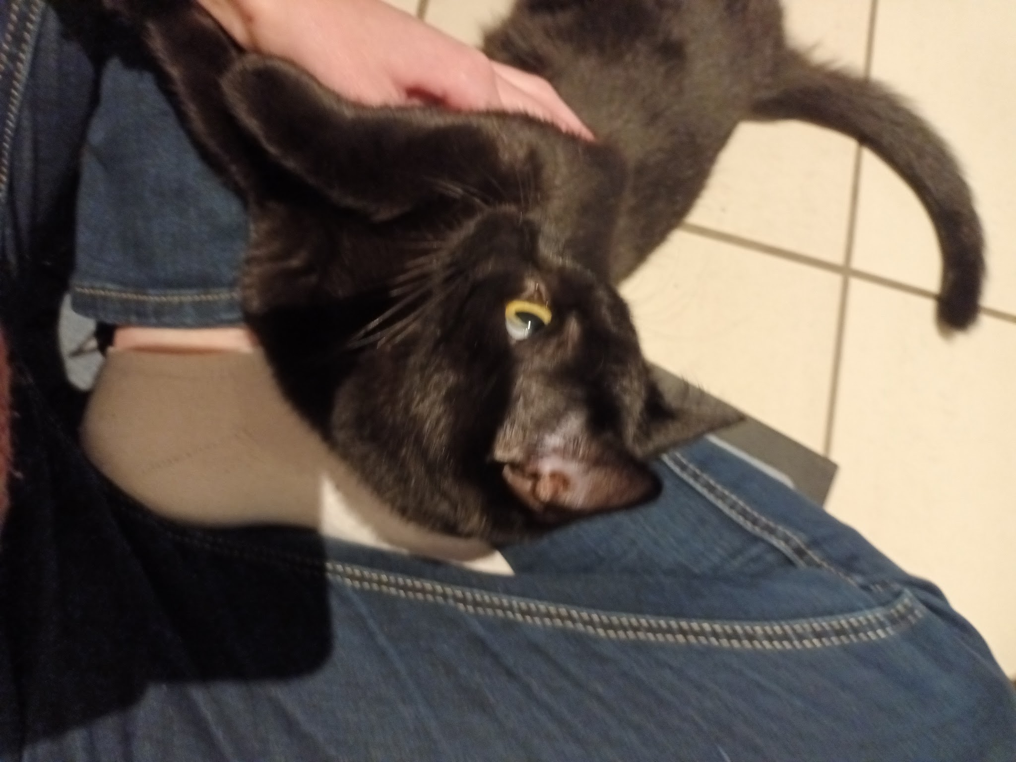 Les animaux de Claire — photo