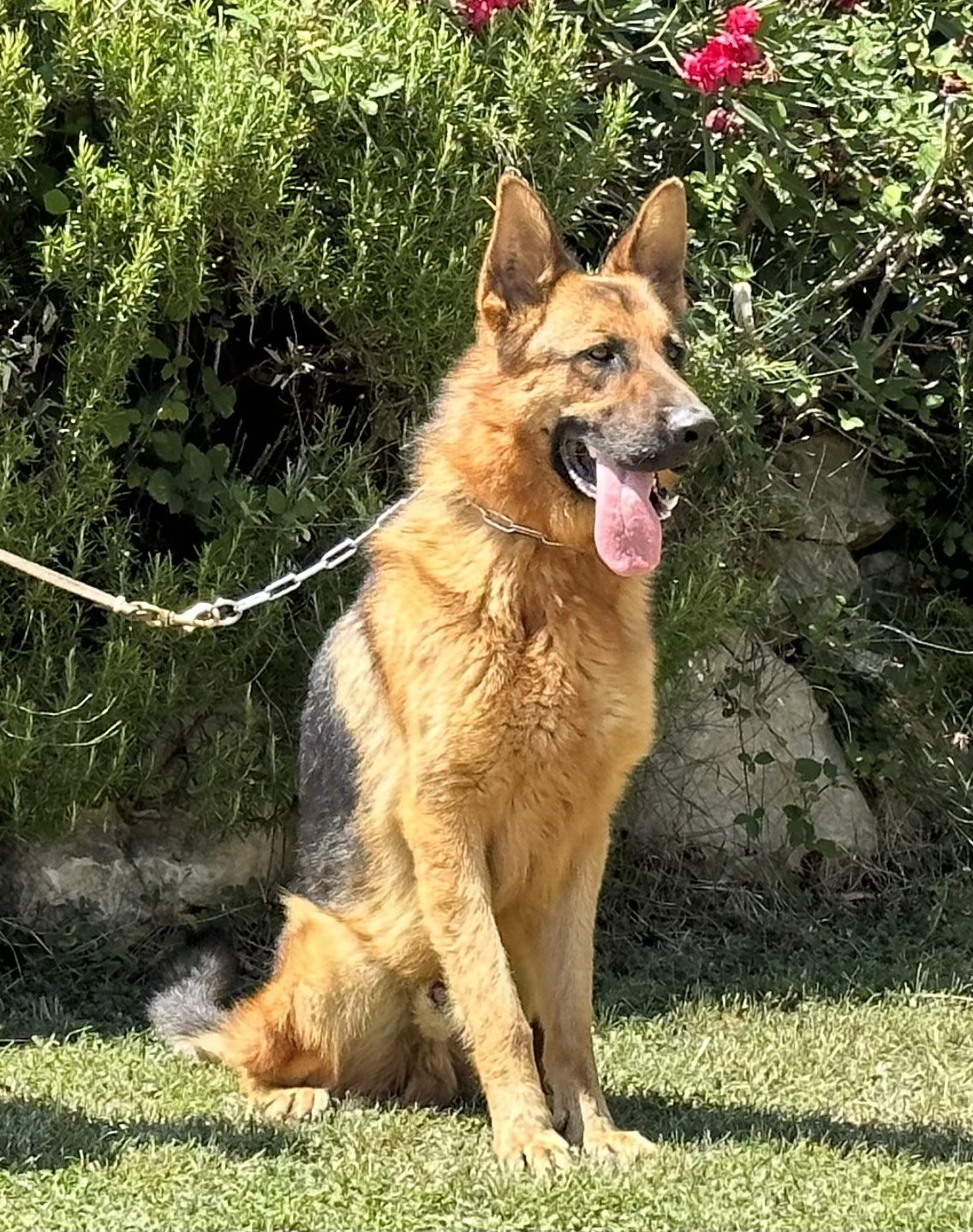 Centre Canin La Gaïdocienne