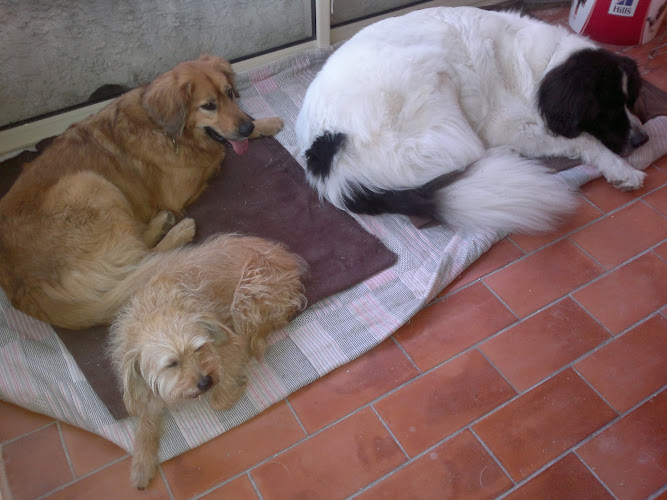 Dog ethik éducation canine