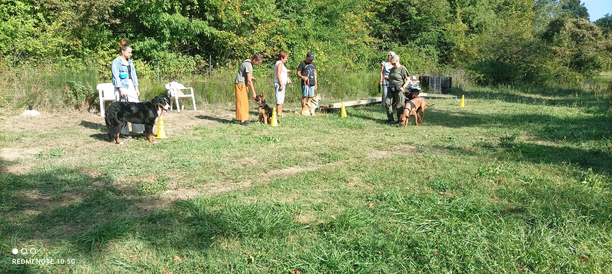 Dog ethik éducation canine — photo