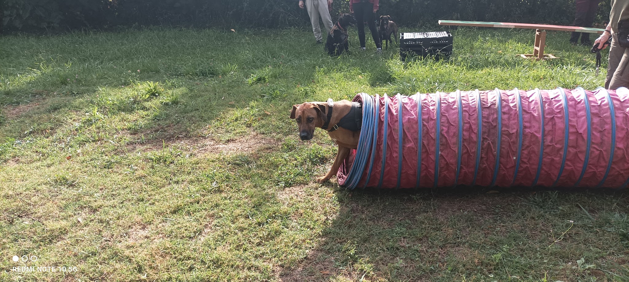 Dog ethik éducation canine — photo