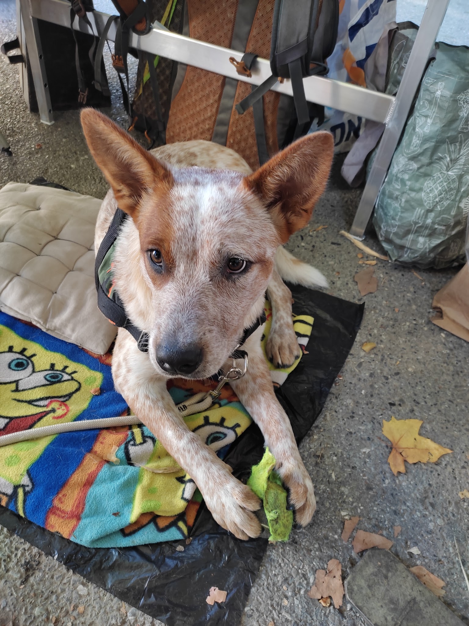 Dog ethik éducation canine — photo