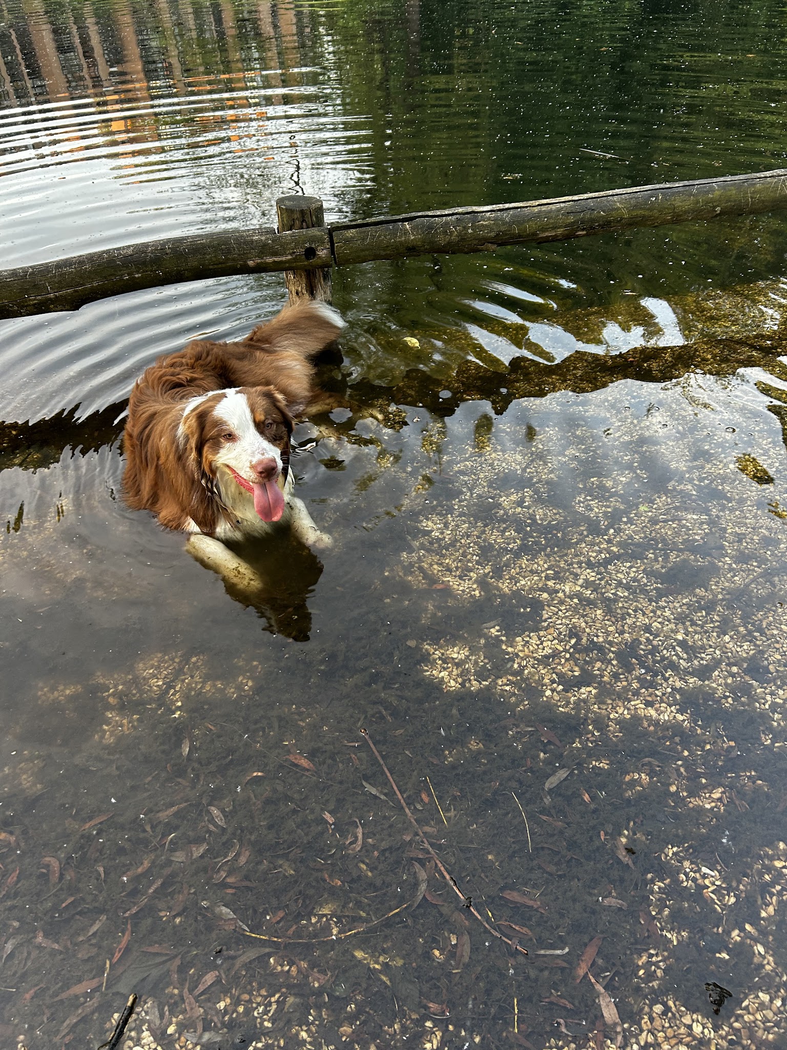 Les Joyeux Museaux | Pension et garderie Canine — photo