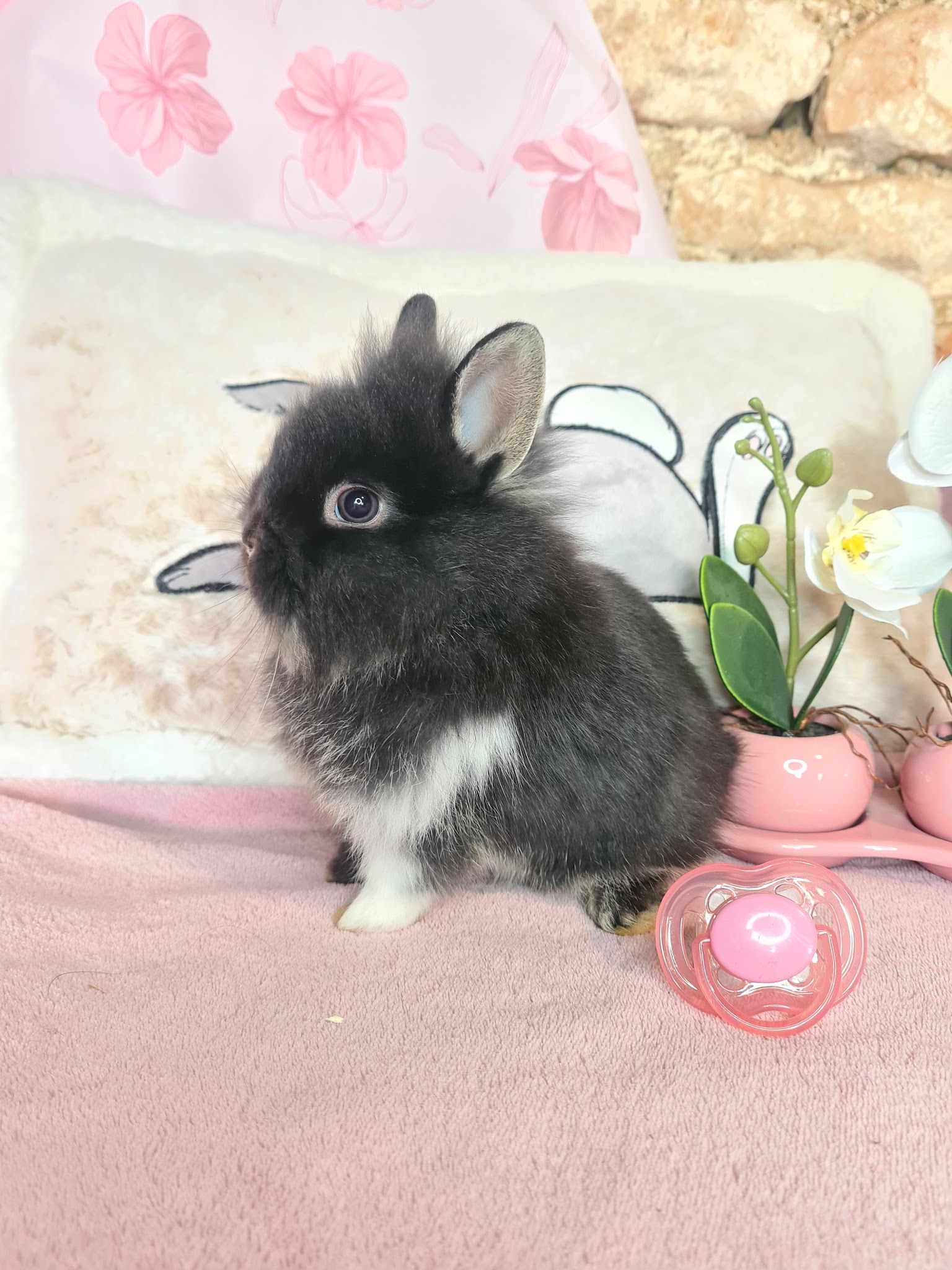 La Compagnie des Lapins Bleus — photo