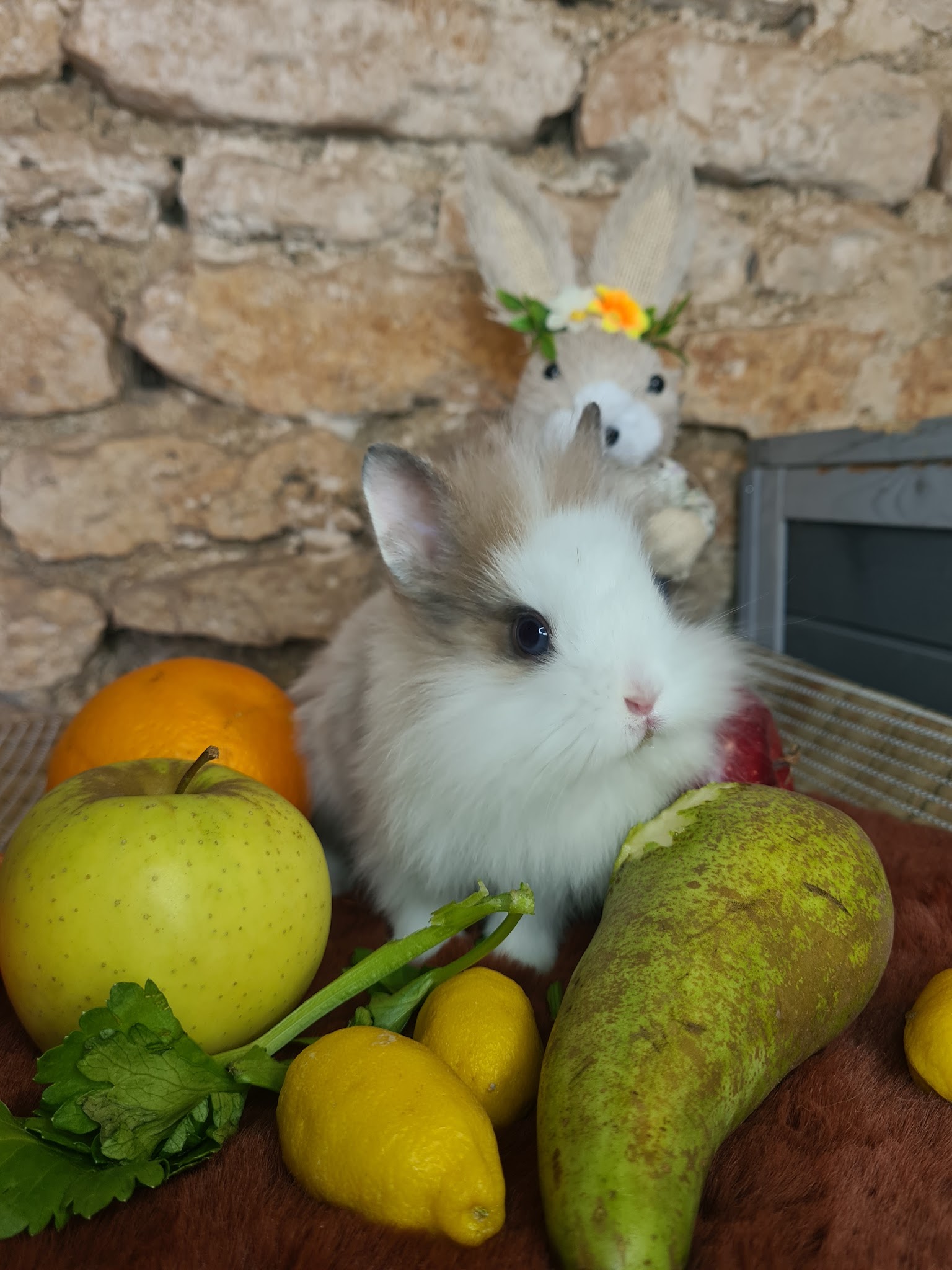 La Compagnie des Lapins Bleus — photo