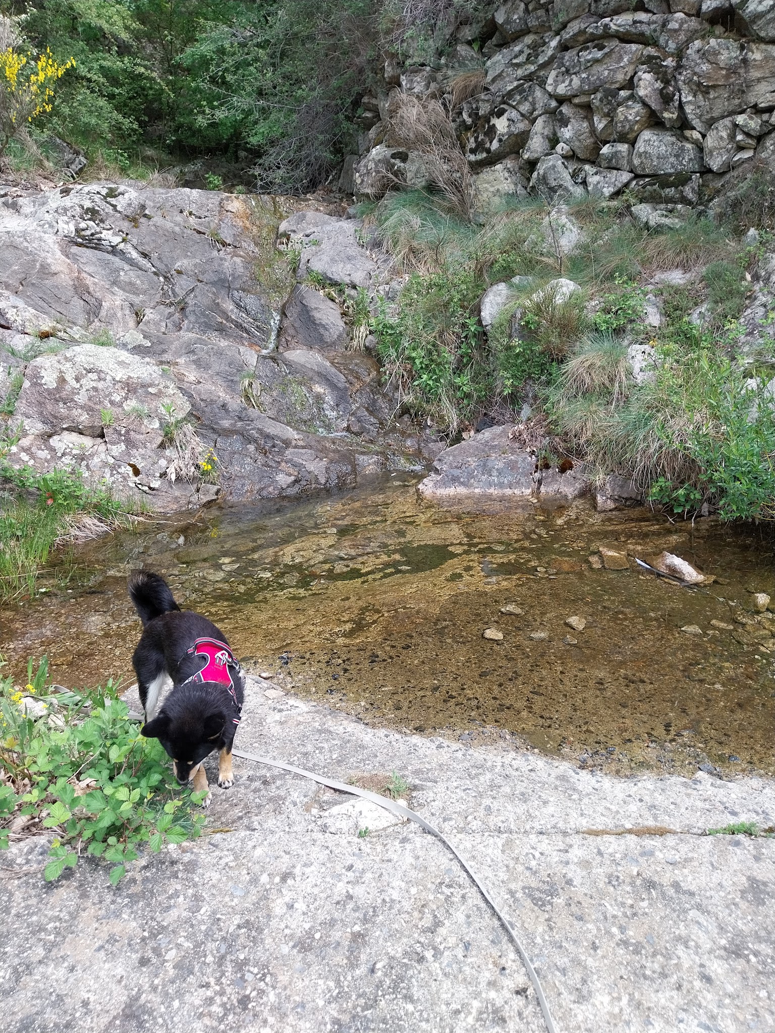 Pension canine espace canin ardechois — photo