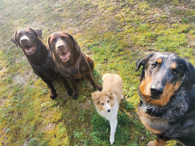 Happy dogs 91
