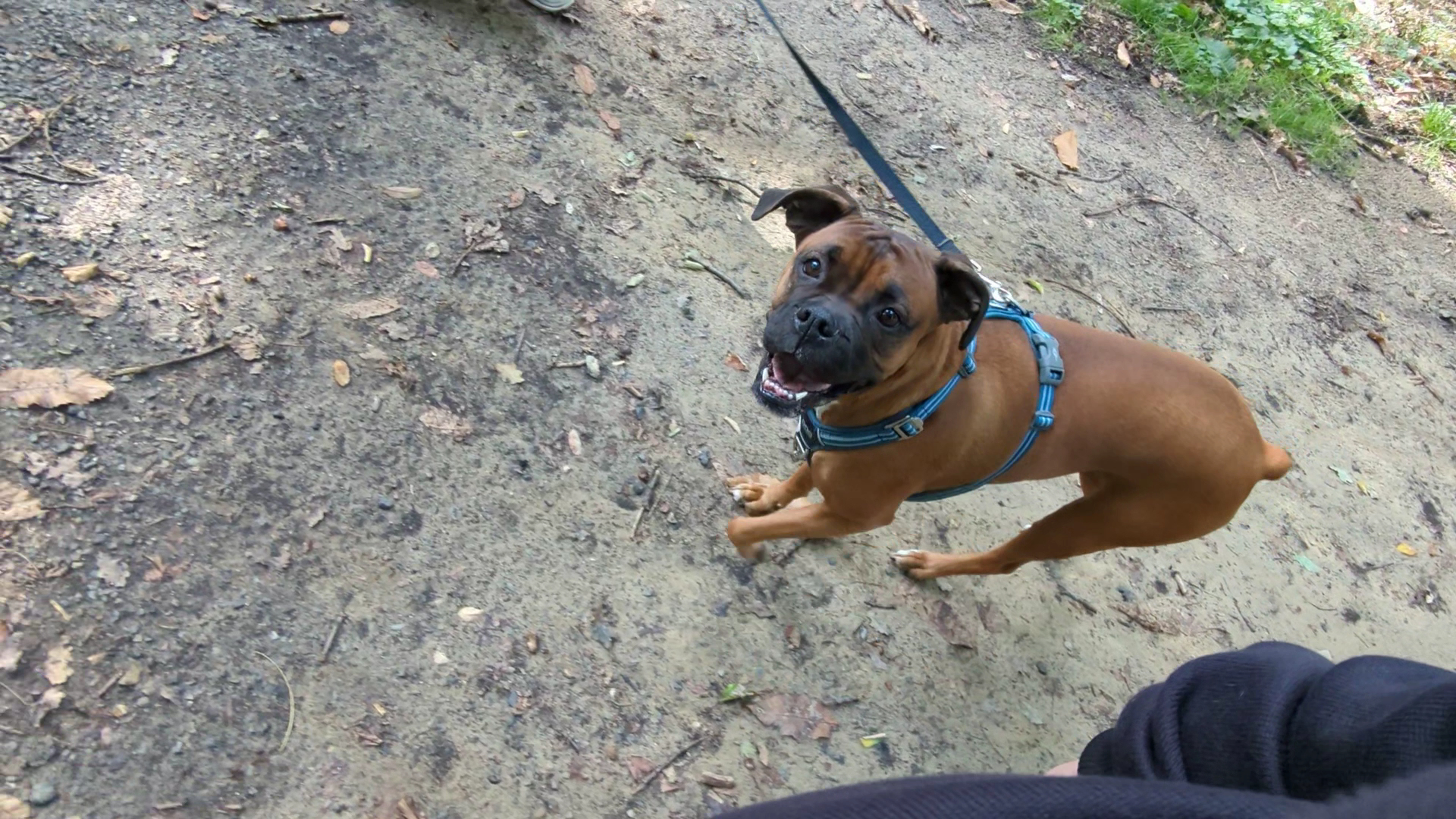 Happy dogs 91 — photo
