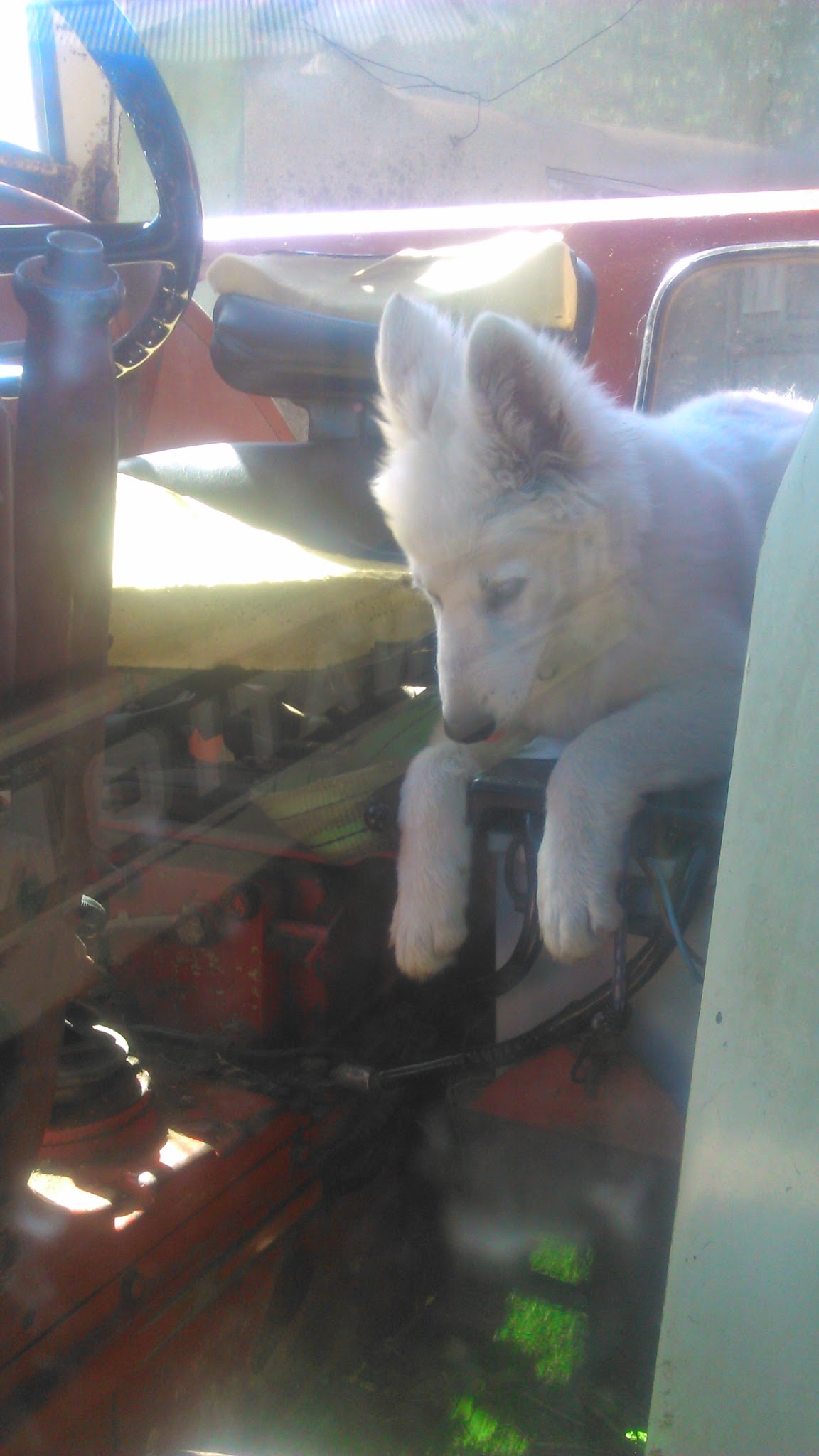 MADINE DOGLAND