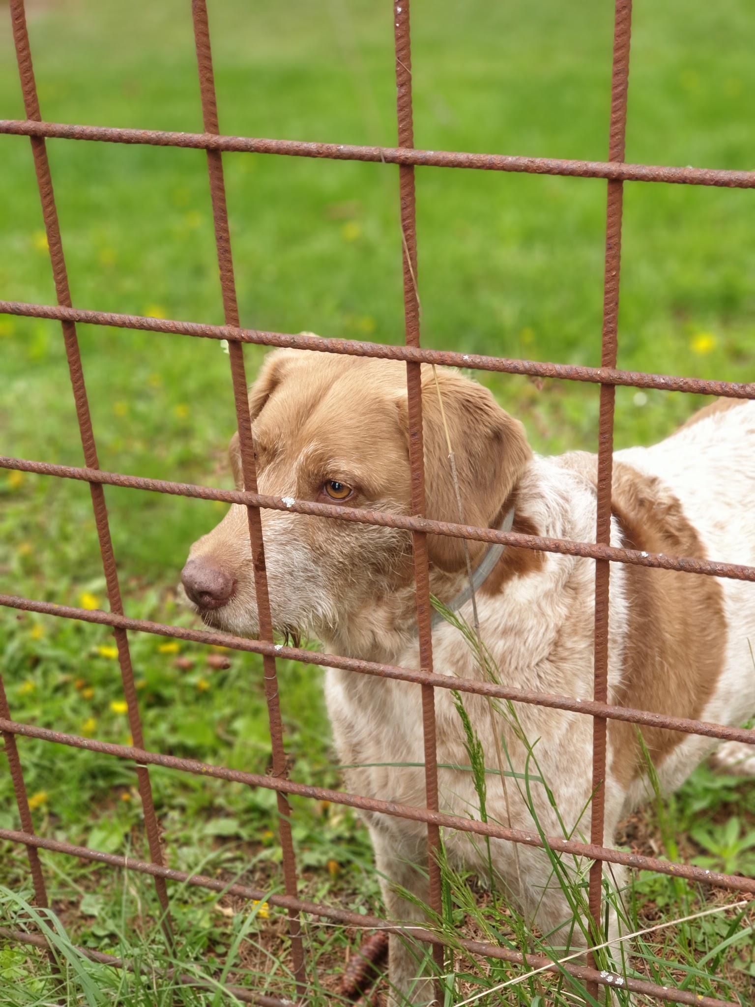 DOG CENTER les Millieres — photo