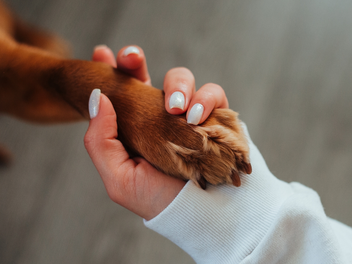 Amour de pattes — photo