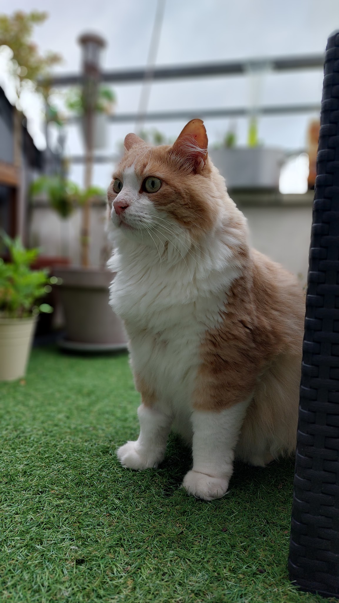 Les Pattounes de Dinky - Services pour Animaux — photo