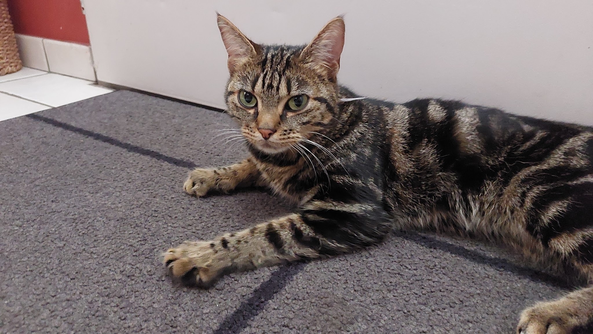 Les Pattounes de Dinky - Services pour Animaux