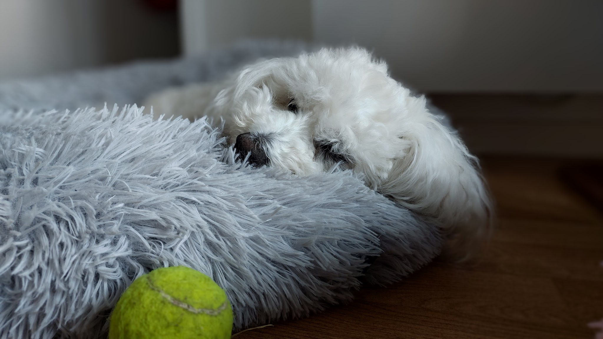 Les Pattounes de Dinky - Services pour Animaux — photo