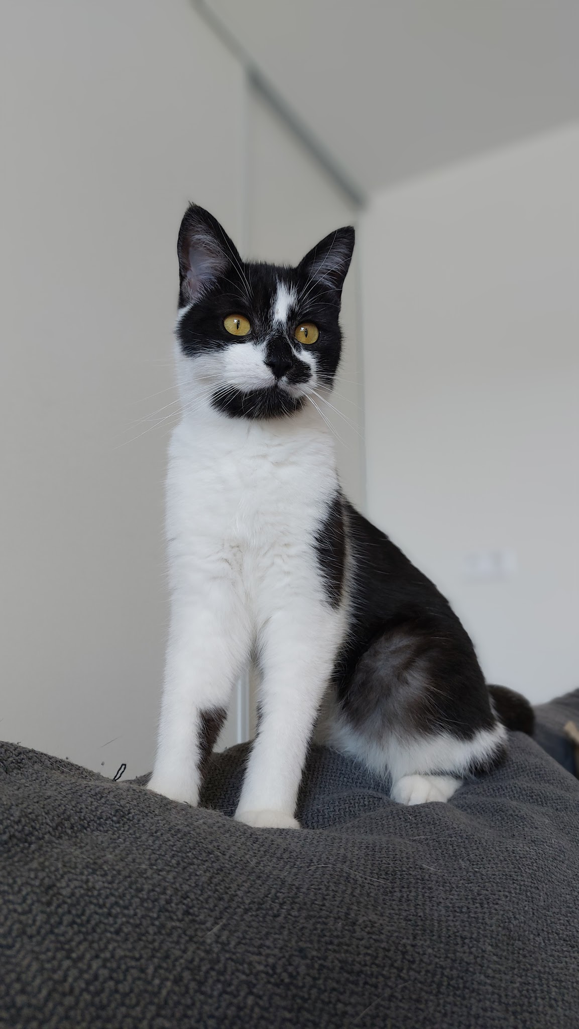 Les Pattounes de Dinky - Services pour Animaux — photo