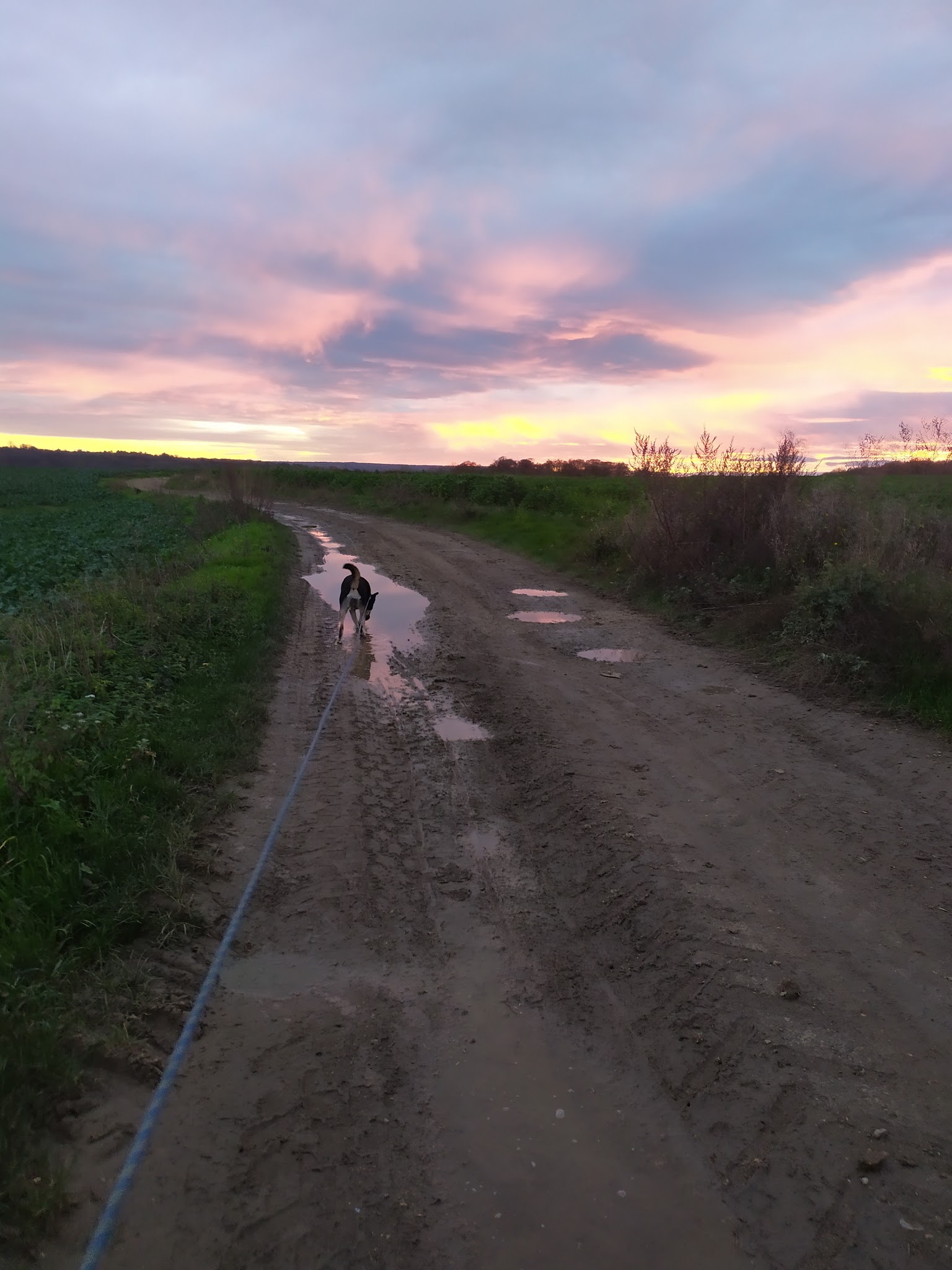 Julia Sauveur - pension familiale pour chien - éducateur - comportementaliste chien