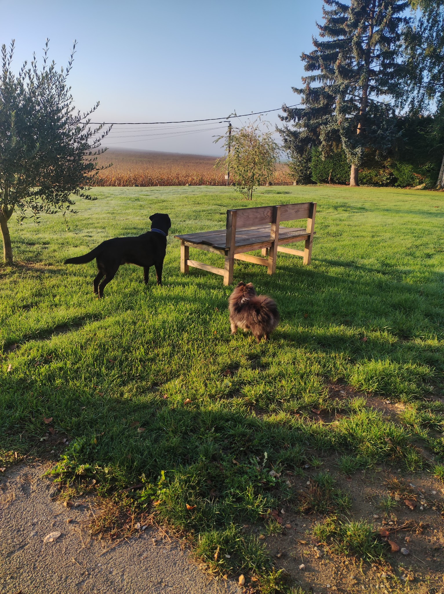 Julia Sauveur - pension familiale pour chien - éducateur - comportementaliste chien — photo