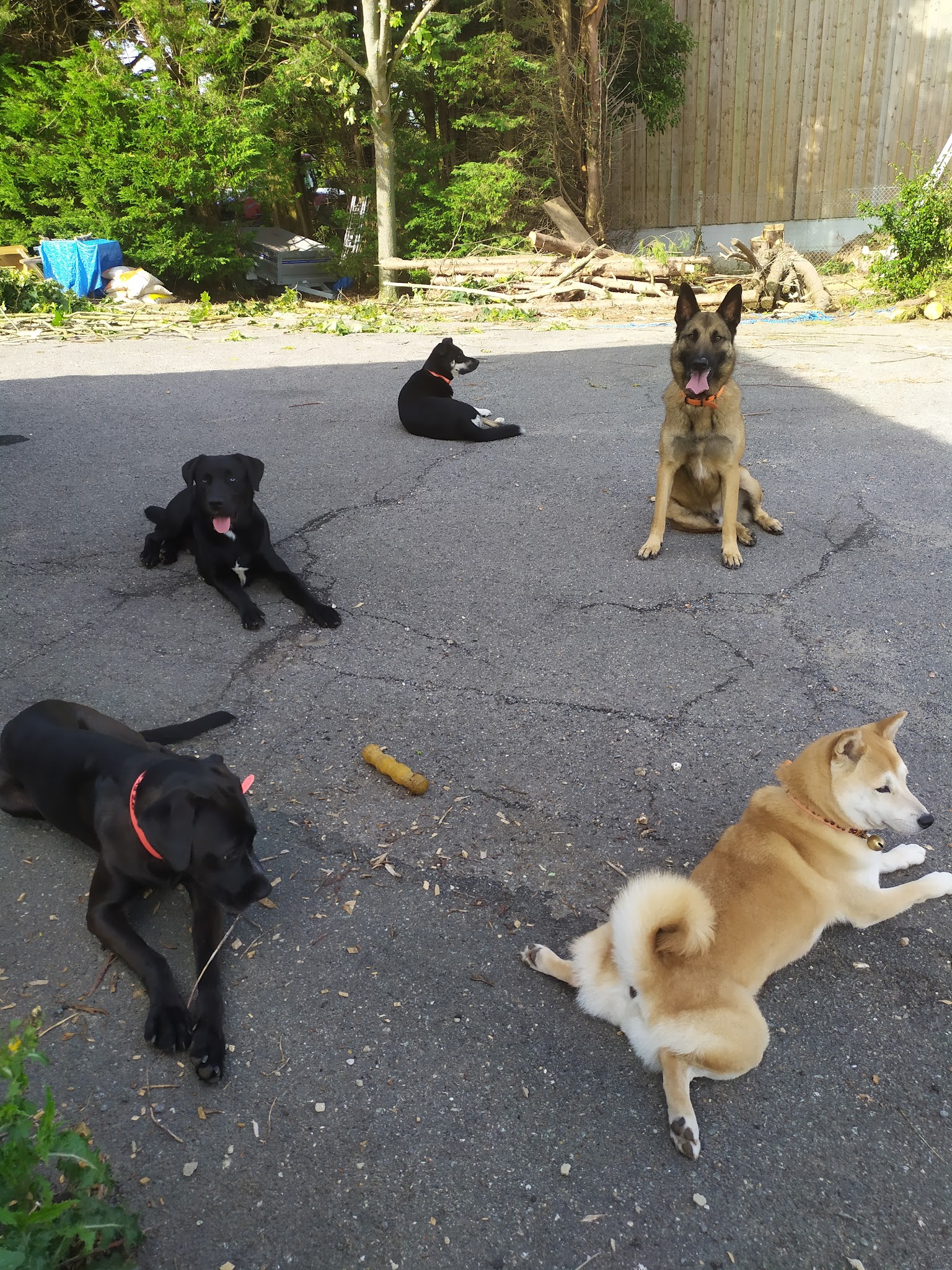 Julia Sauveur - pension familiale pour chien - éducateur - comportementaliste chien — photo