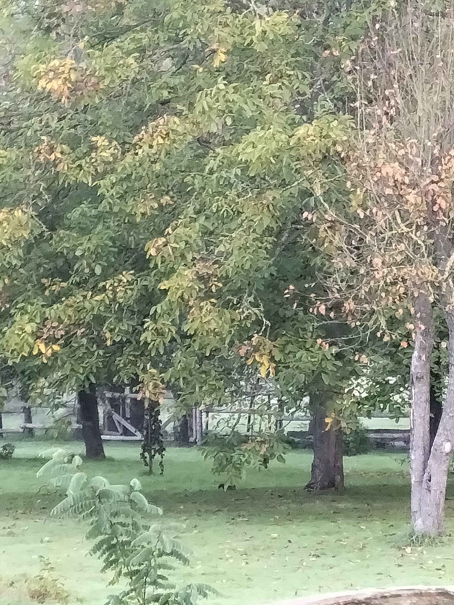 Pension canine des portes — photo