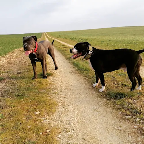 Canizone - educateur comportementaliste canin
