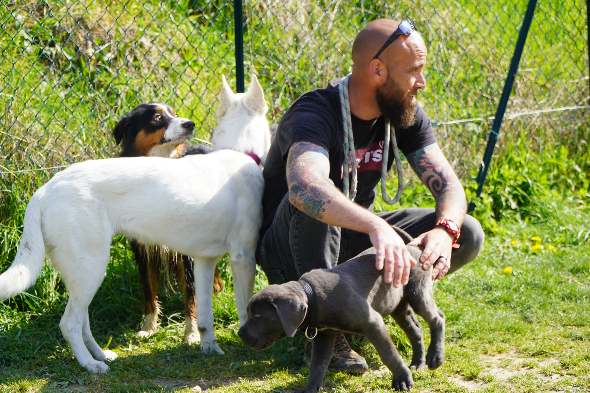 Canizone - educateur comportementaliste canin — photo