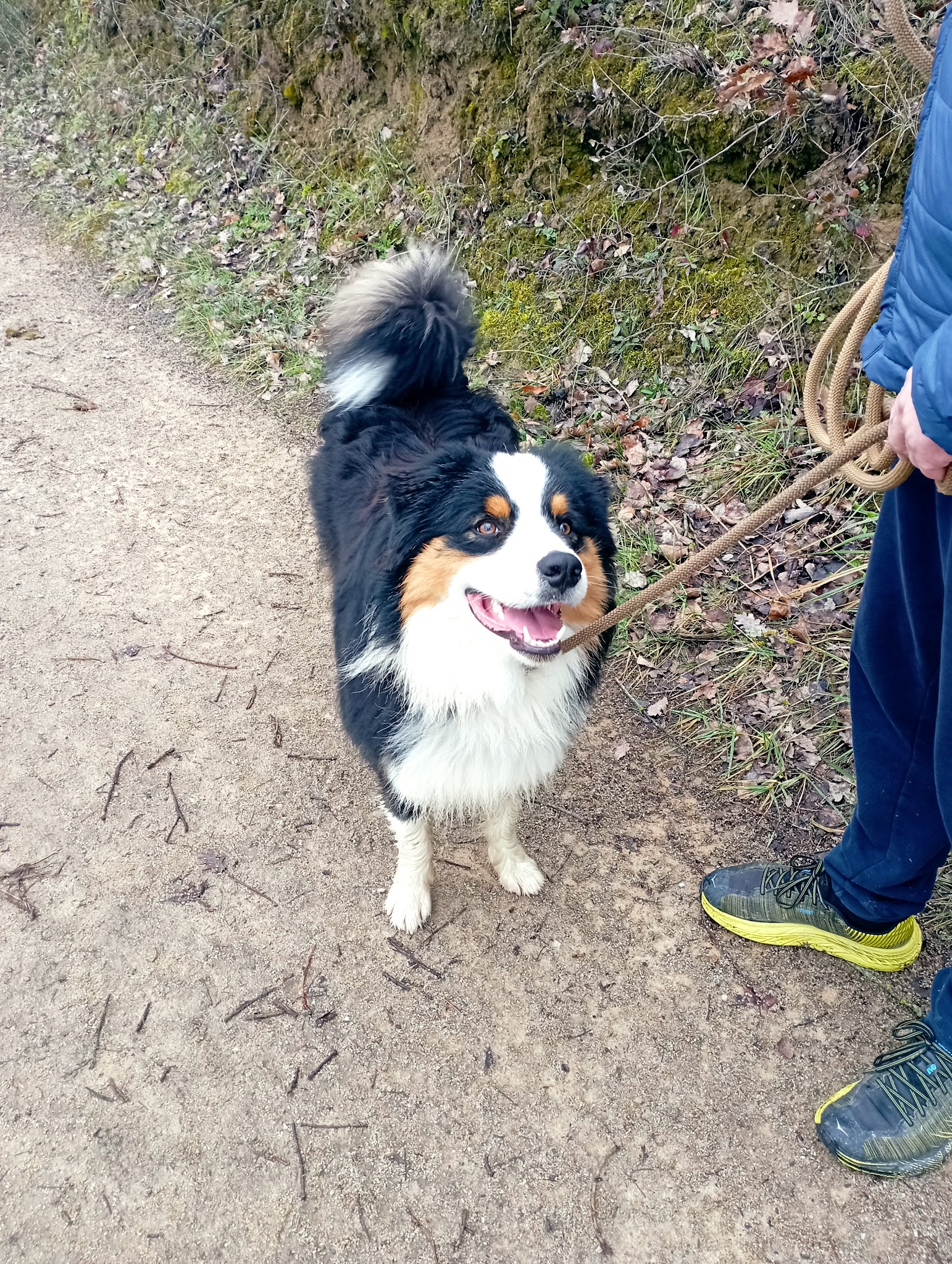 GARD'N DOG — photo