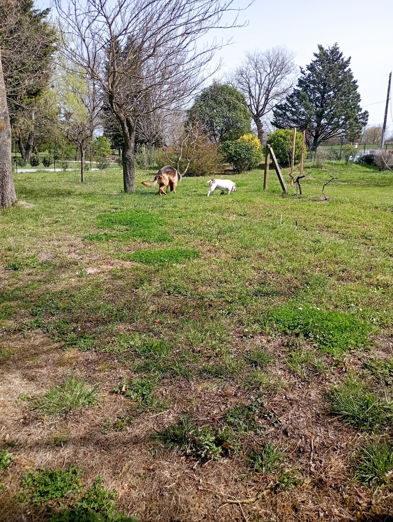 GARD'N DOG — photo