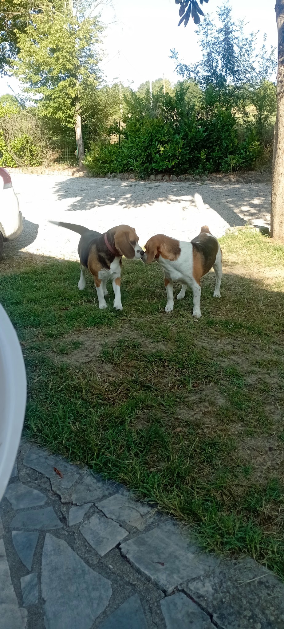 GARD'N DOG — photo