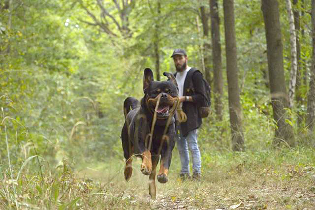 Woufï - Education, Formation & Comportement canin - Val-de-Marne 94 — photo