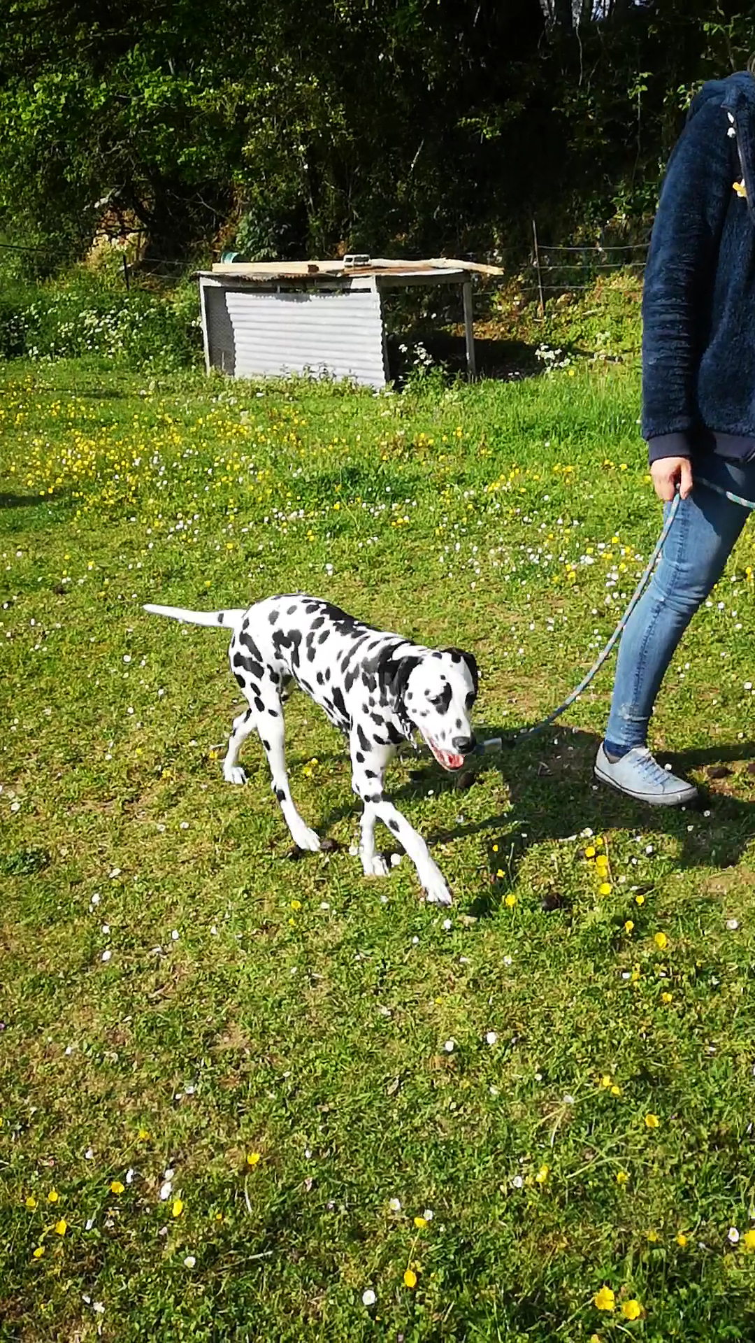 Ben&Dogs — photo
