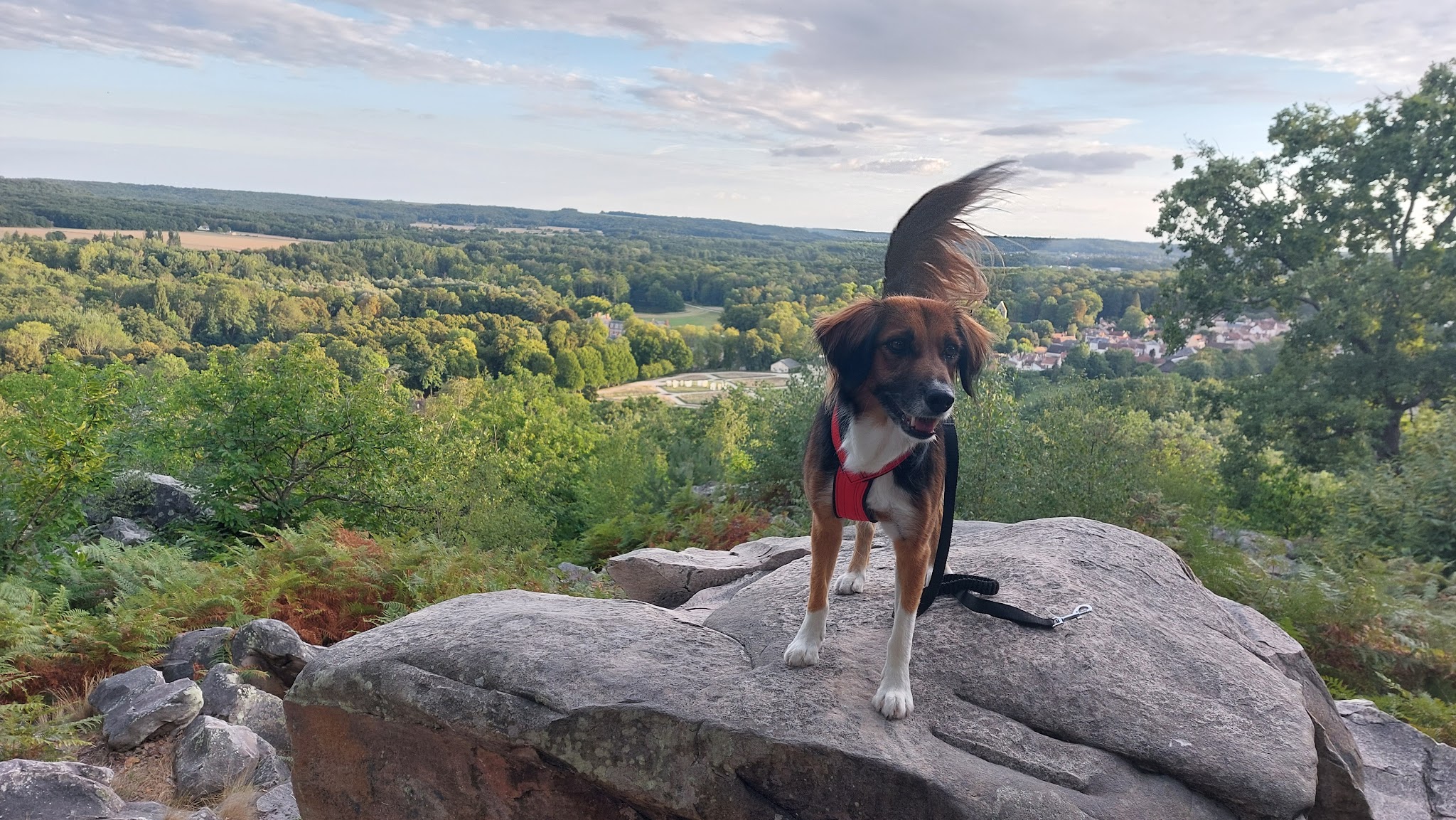 Marion Happy Pets