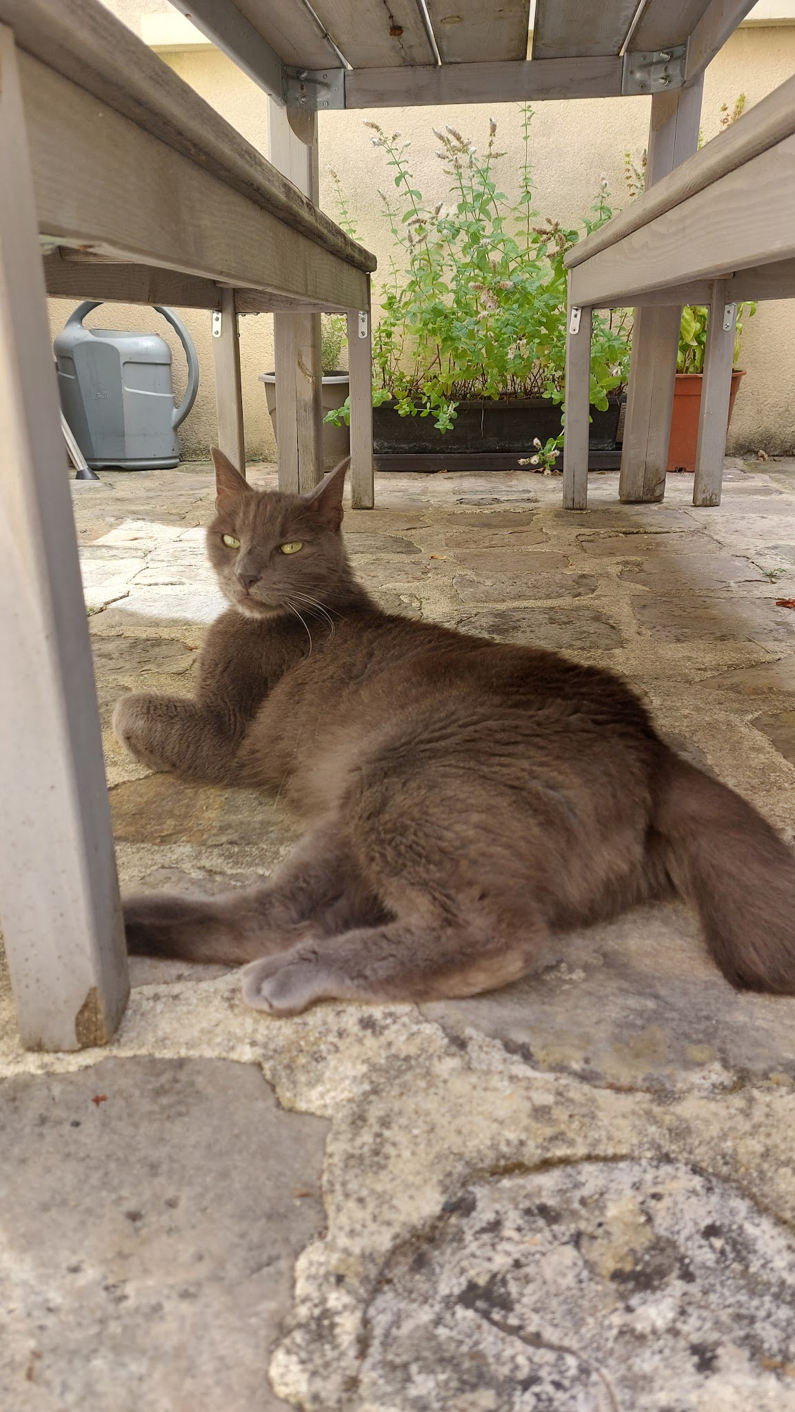 Marion Happy Pets — photo