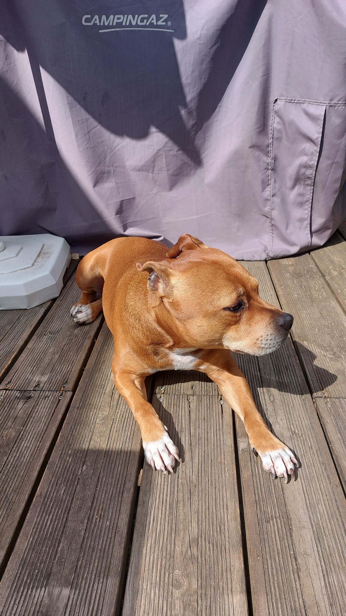 Marion Happy Pets — photo