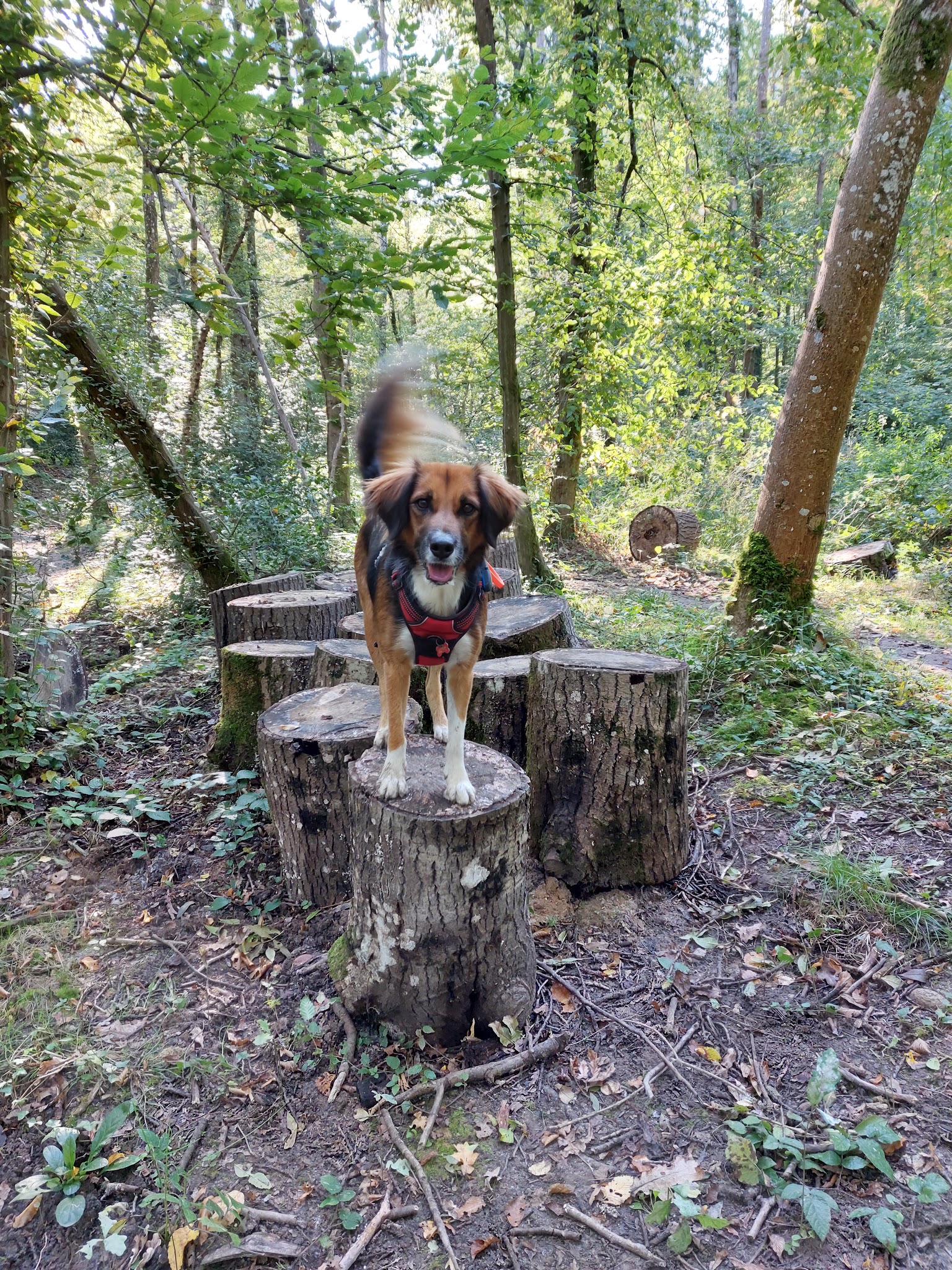 Marion Happy Pets — photo