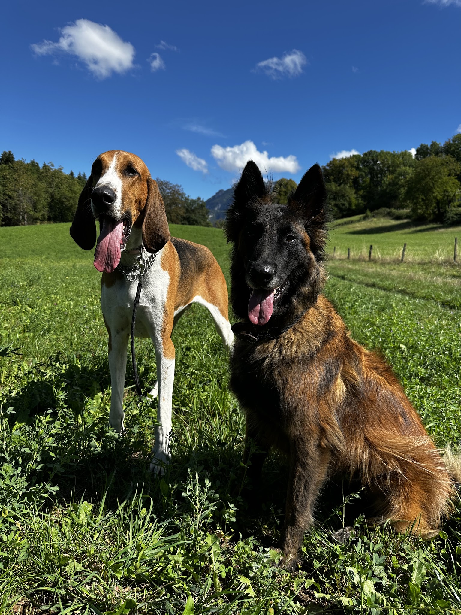Bestioles & Cabotins — photo