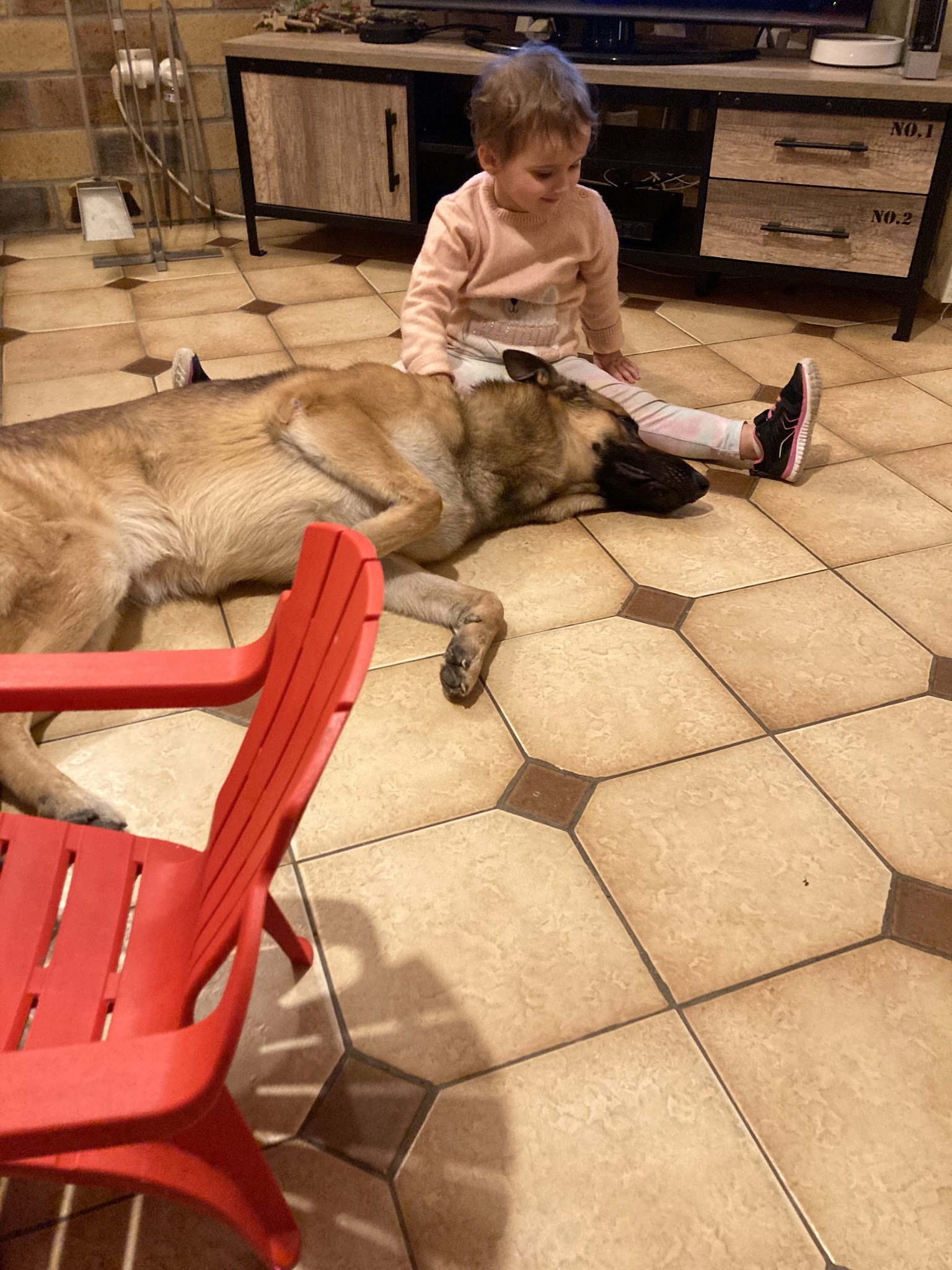 François l'ami des chiens — photo