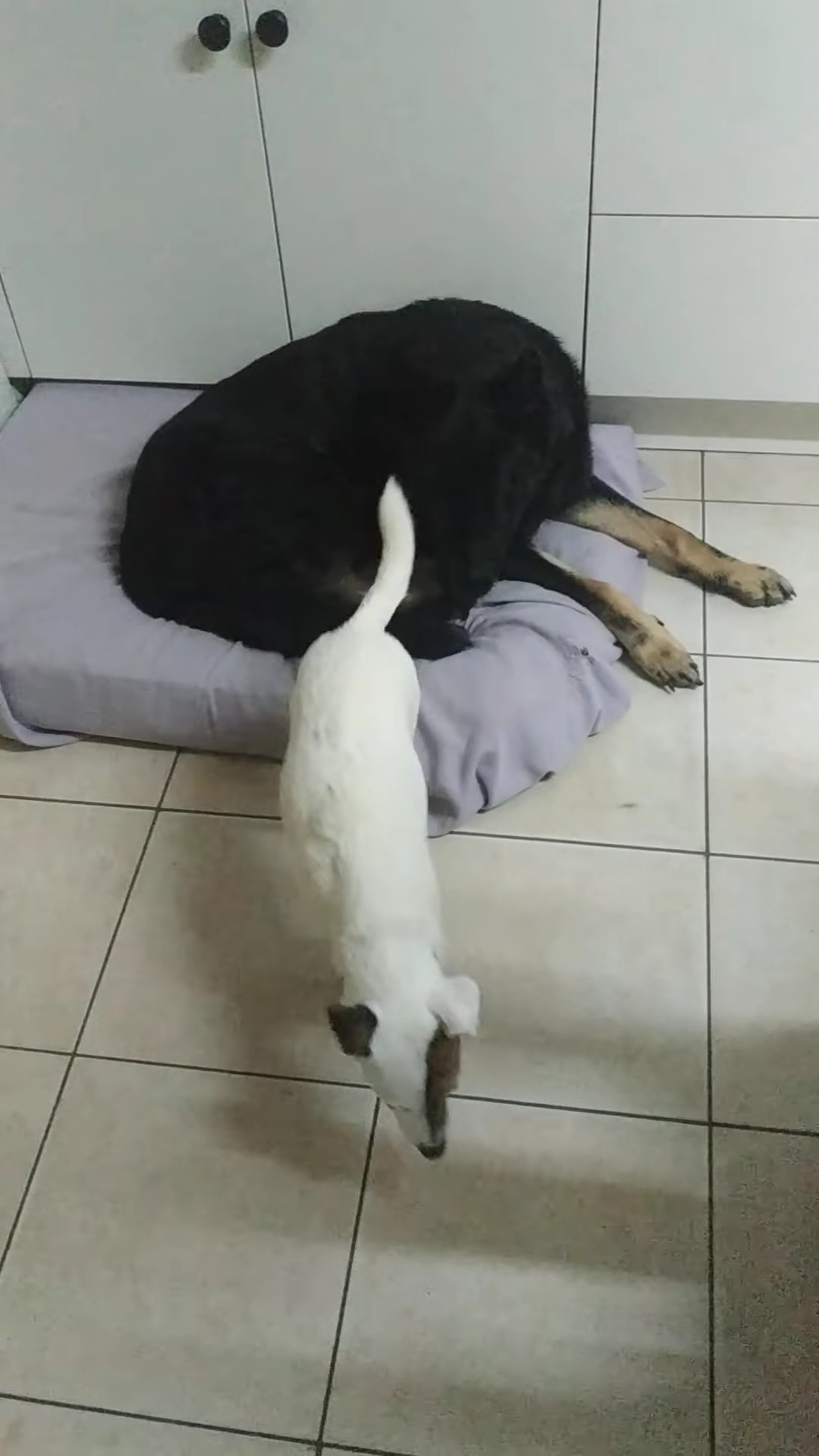 50 Nuances de chiens — photo