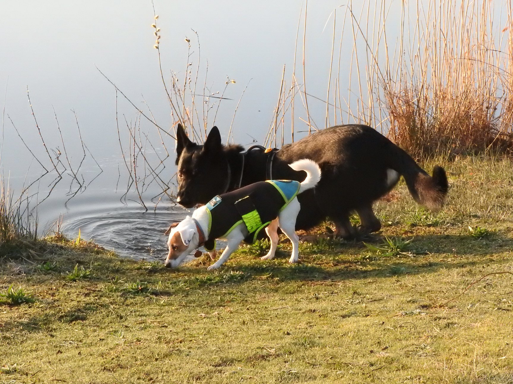50 Nuances de chiens — photo