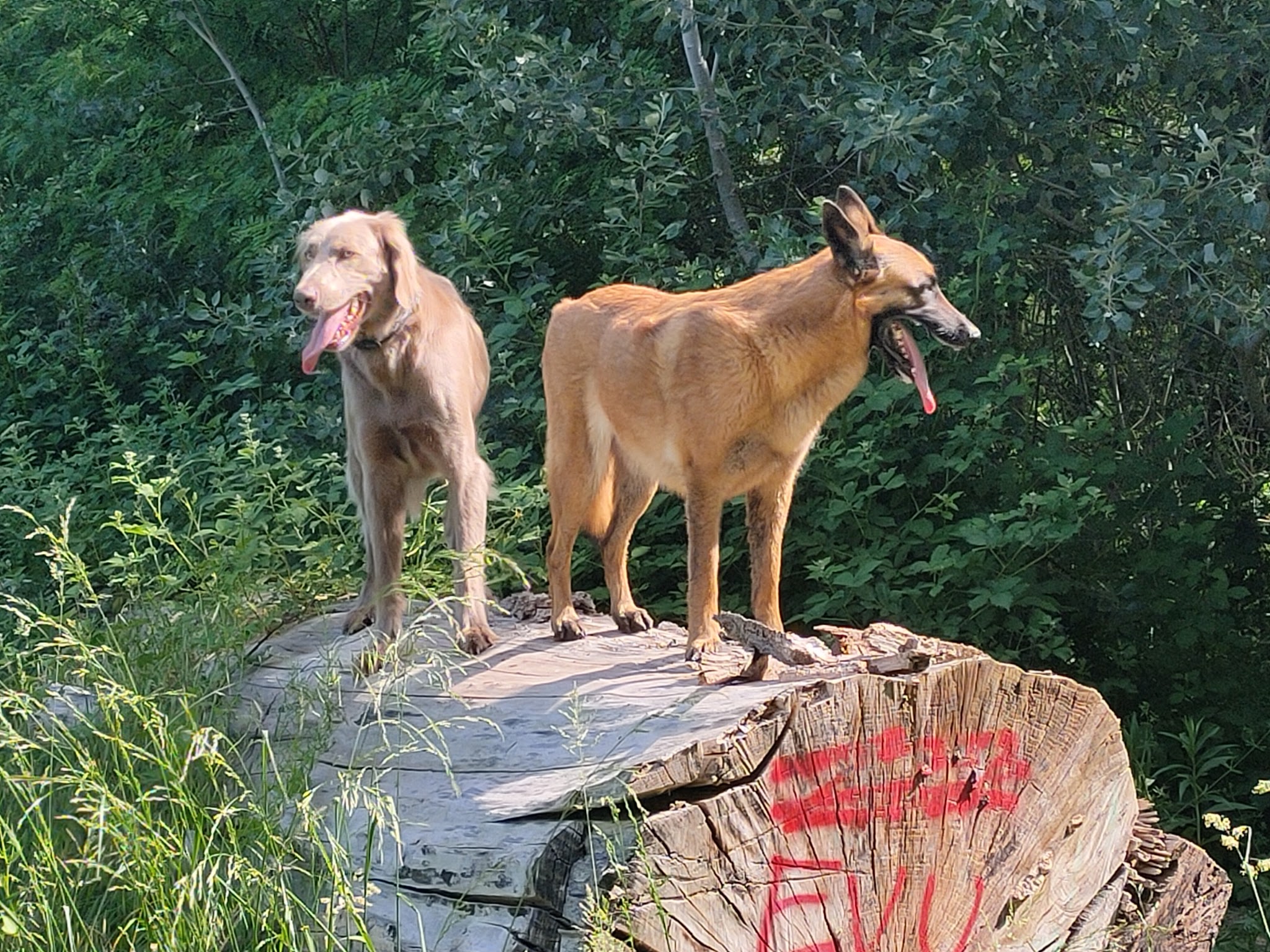 50 Nuances de chiens — photo