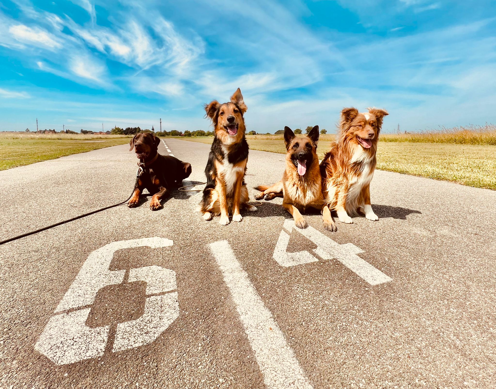 50 Nuances de chiens — photo
