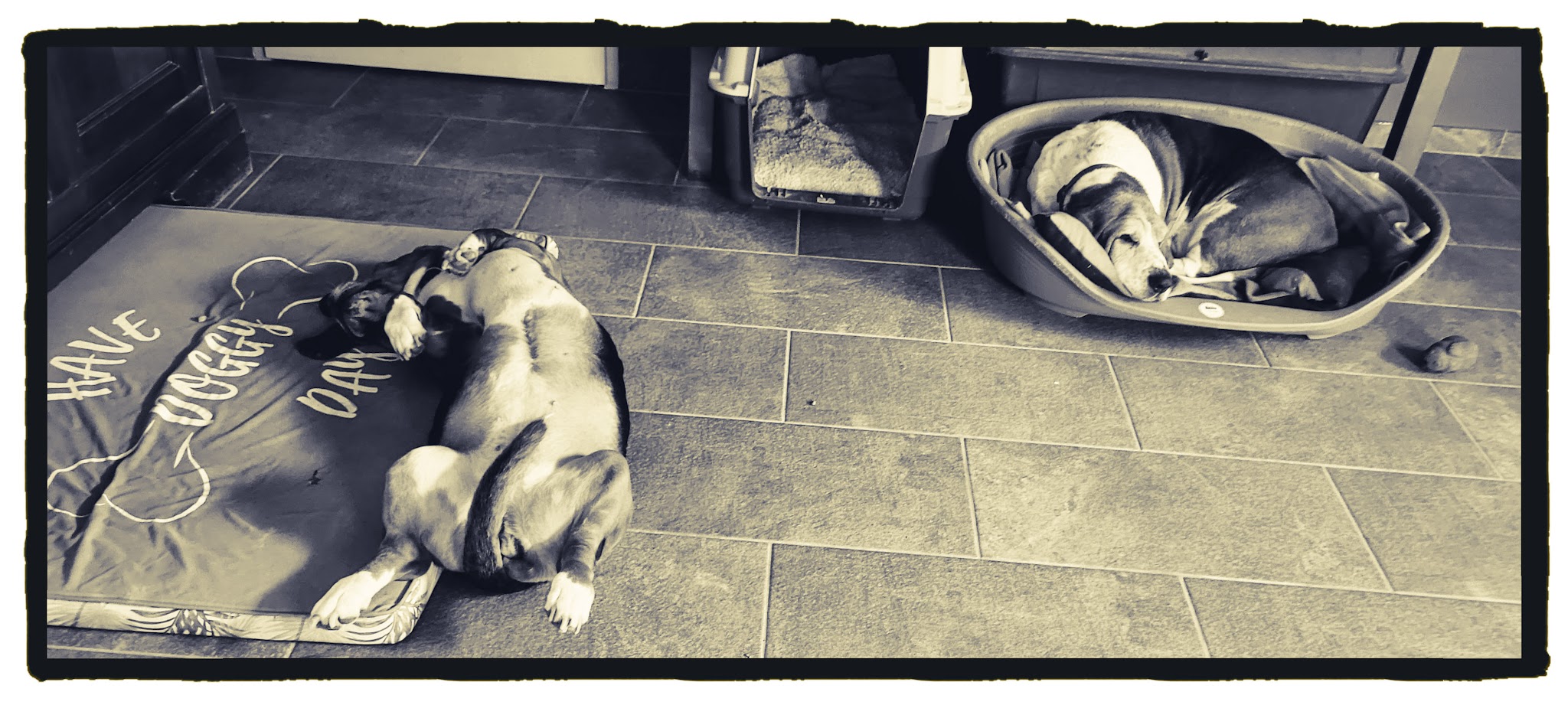 La Maison de Toutou — photo
