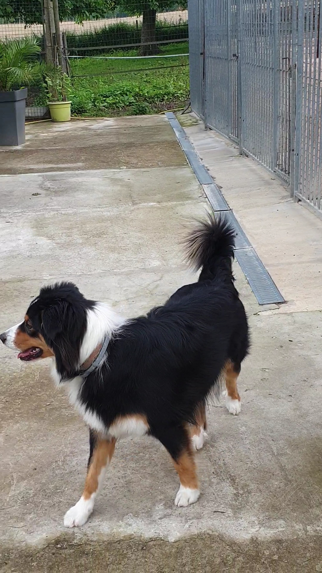 Pension canine, toilettage. Au Charme Canin — photo