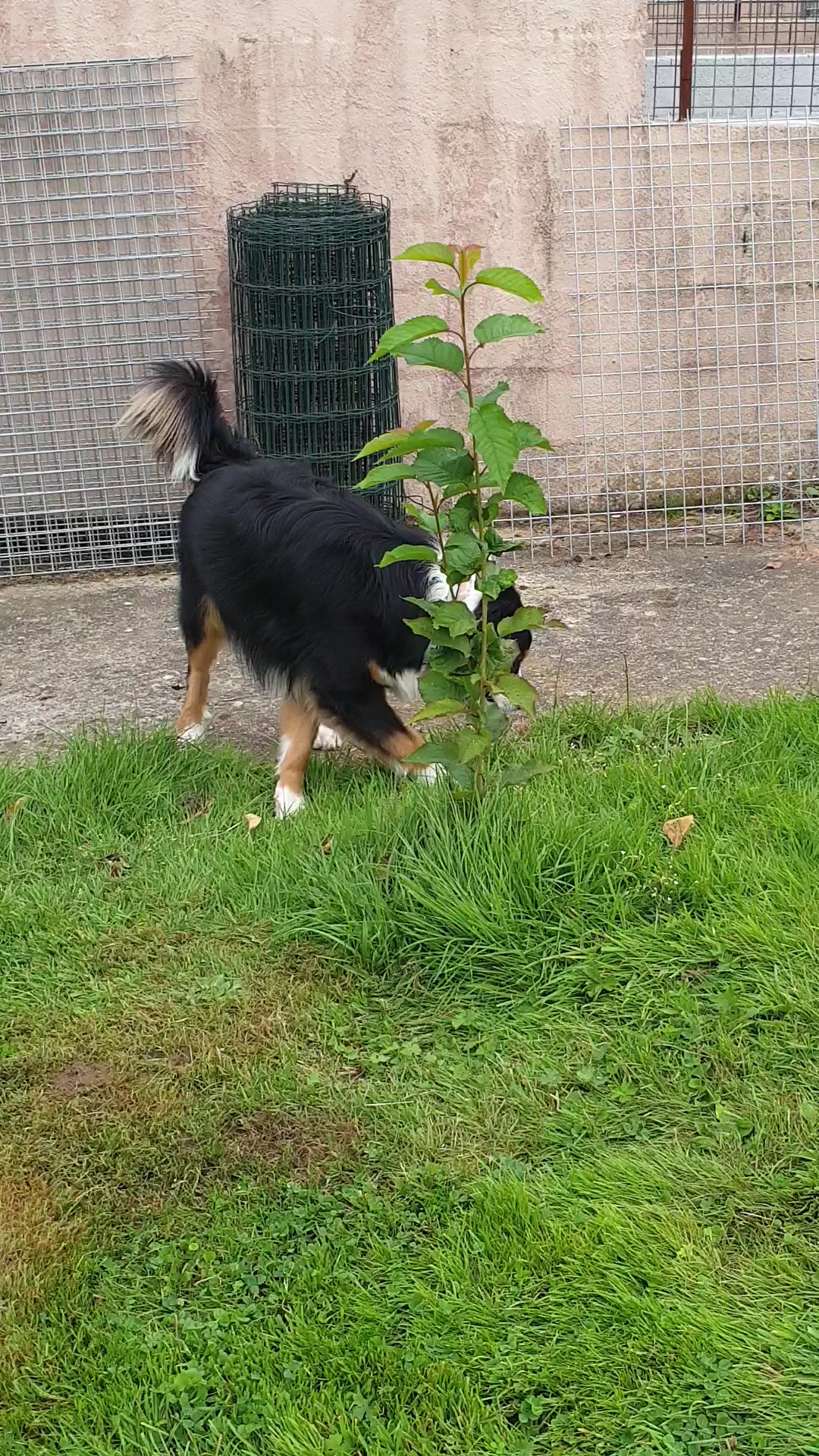 Pension canine, toilettage. Au Charme Canin — photo
